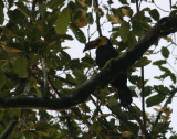 Sulawesi Dwarf Hornbill