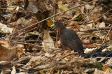 Isabelline Bush-hen