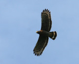 Sulawesi Crested Serpent Eagle