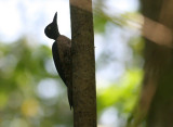 Ashy Woodpecker