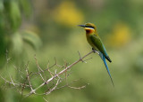 Blue-tailed Bee-eater