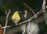 Black-fronted White-eye