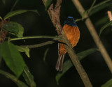  Blue-fronted Flycatcher  (Cyornis hoevelli)