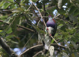 Superb Fruit Dove