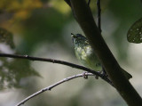 Sulawesi Leaf Warbler