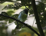 Sulawesi Leaf Warbler