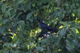 Long-billed Crow