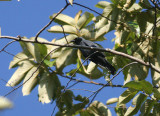 Halmahera Cuckoo Shrike