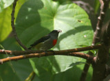 Halmahera Flowerpecker