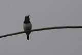 Blue-white Kingfisher