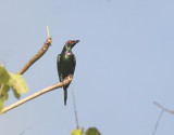 Metallic Starling