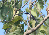 Slaty Flycatcher