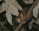 Northern Oriental Cuscus