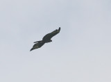 Guerneys Eagle