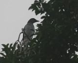 Moluccan Cuckoo-Shrike