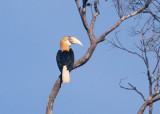 Papuan Hornbill (Blyth's)