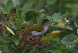 Cream-throated White-eye