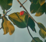 Red-cheeked Parrot