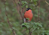 Bullfinch