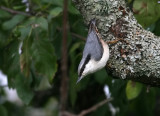 Eurasian Nuthatch