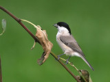 Marsh Tit (Entita)