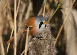 Bearded Reedling (Skggmes)