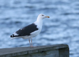 Greater Black-backed Gull