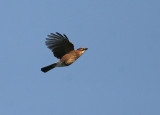 Eurasian Jay (Ntskrika)