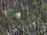 Eurasian Siskin