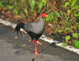 Siamese Fireback