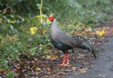 Siamese Fireback