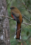 Red-headed Trogon