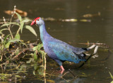 Purple Swamphen