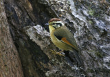 Rufous-winged Fuletta