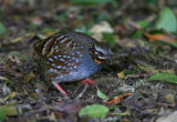 Rufous-throated Partridge 