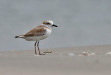 White-faced Plover