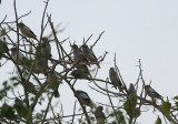 White-shouldered Starling