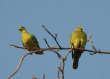 Orange-breasted Pigeon