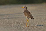 Grey-headed Lapwing