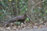 Grey Peacock Pheasant 