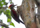 Crimson-winged Woodpecker