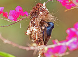 Purple Sunbird