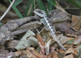 Forest Crested Lizzard
