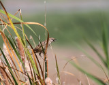 Striated Warbler (Grassbird)