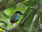 Azure-breasted Pitta