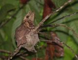 Philippine Frogmouth