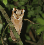 Oriental Bay Owl