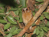 White-fronted Scops Owl