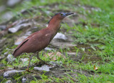 Malayan Night Heron