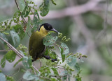 Black-headed Woodpecker